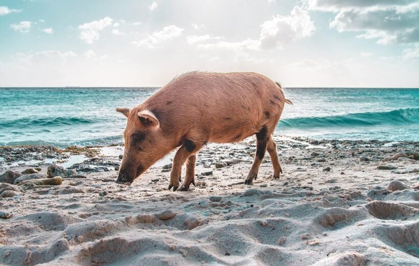 Koh Tan & Koh Madsum (Pig Island)